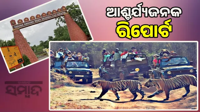 Tiger numbers are increasing: Tourist numbers are decreasing